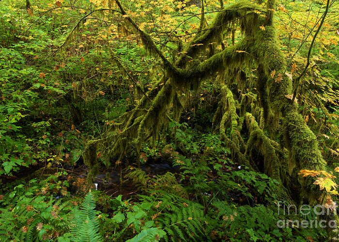 Silver Falls State Park Greeting Card featuring the photograph Moss In The Rainforest by Adam Jewell