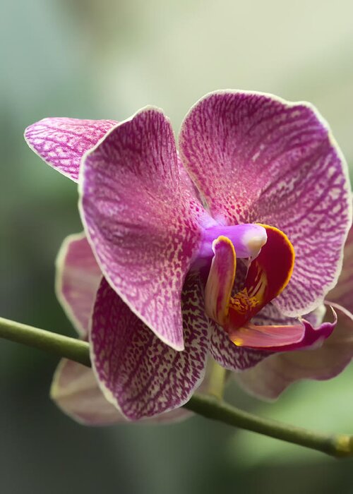 Phalaenopsis Greeting Card featuring the photograph Moth Orchid Curvation by Bill and Linda Tiepelman