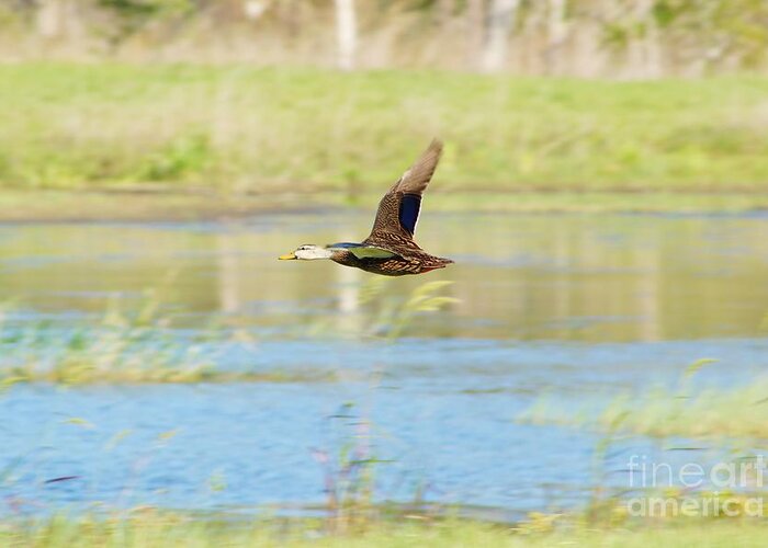 Mottled Duck Greeting Card featuring the photograph Mottled Duck in Flight by Lynda Dawson-Youngclaus