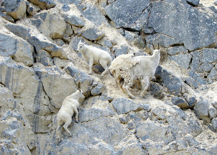 Mountain Greeting Card featuring the photograph Mountain Goats 2 by Bruce Ritchie