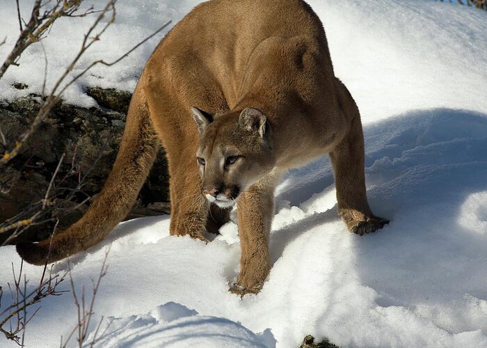 Mp Greeting Card featuring the photograph Mountain Lion Puma Concolor by Matthias Breiter