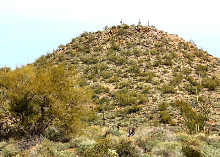 Landscape Greeting Card featuring the photograph Mountain of Cactus by Kim Galluzzo