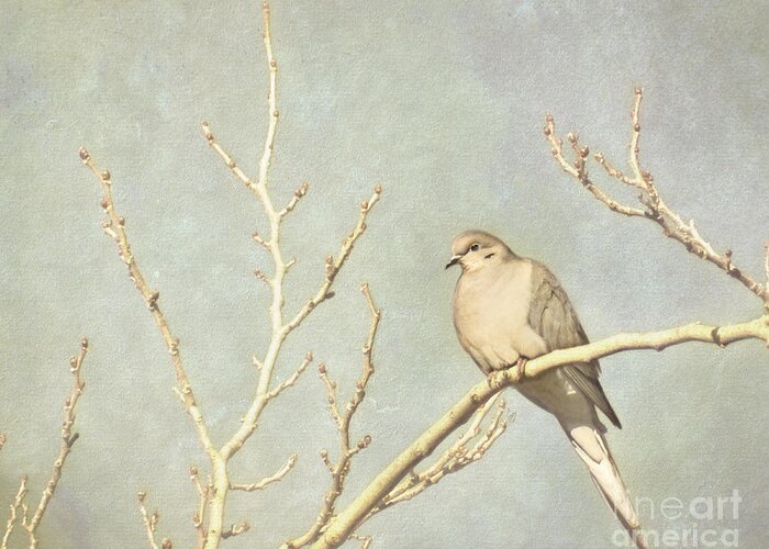 Dove Greeting Card featuring the photograph Mourning dove in winter by Cindy Garber Iverson