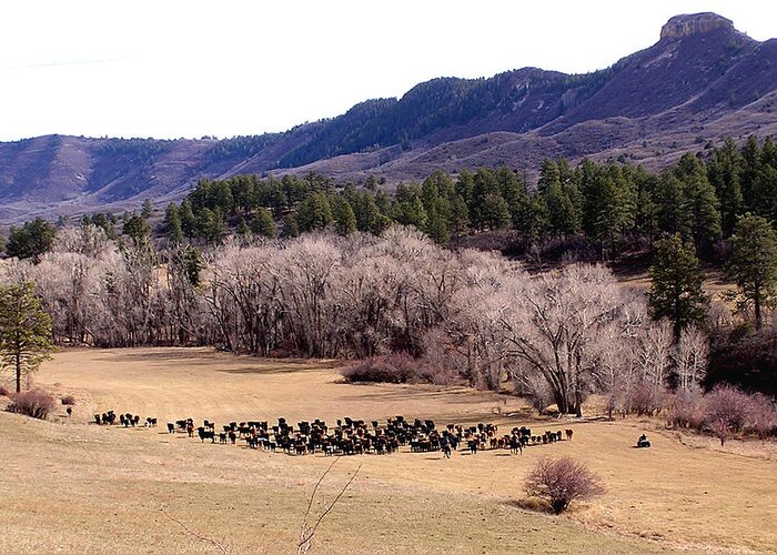 Mancos Greeting Card featuring the photograph Moving the herd by FeVa Fotos