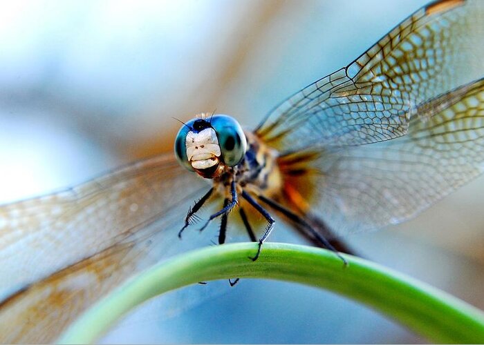 Dragon Fly Greeting Card featuring the photograph Mr Fly by Kendra Longfellow