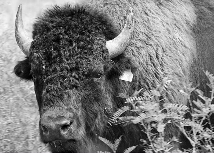 Animals Art Greeting Card featuring the photograph Mr Goodnight's Bison by Melany Sarafis