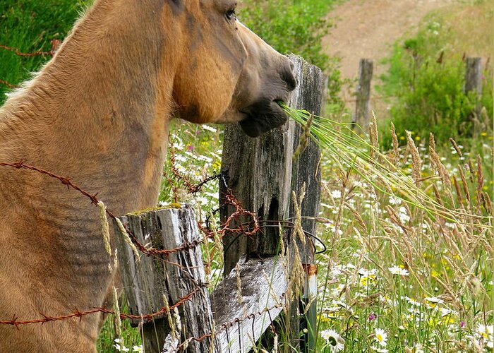 Horse Greeting Card featuring the photograph Munching On Daisies by Rory Siegel