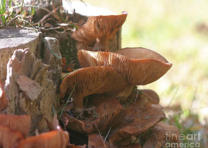 Mushrooms Greeting Card featuring the photograph Mushroom Stack by Smilin Eyes Treasures