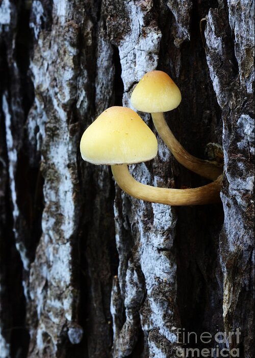 Mushrooms Greeting Card featuring the photograph Mushrooms 3 by Bob Christopher