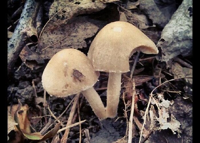 Mushrooms Greeting Card featuring the photograph #mushrooms, #woodland, #wood, #fungus by Rykan V