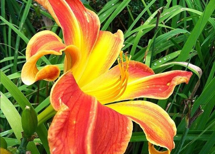  Greeting Card featuring the photograph My Lily Is A Tiger Vibrant,bold And by Judith Kenyon