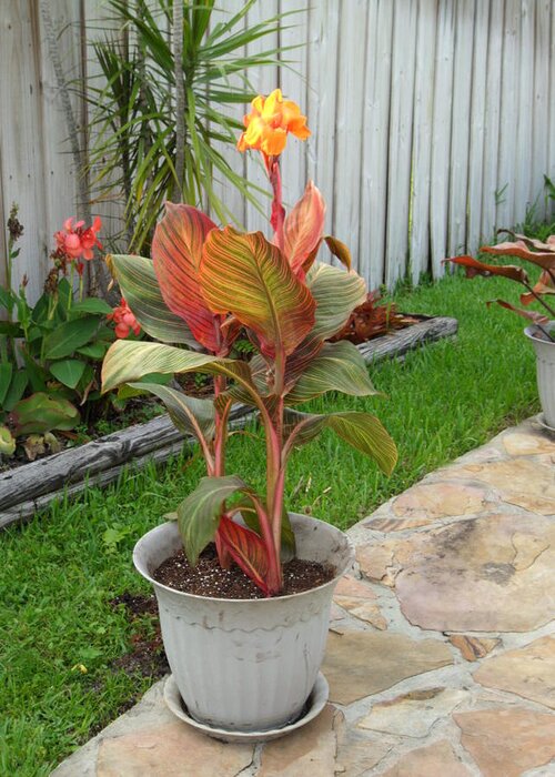 Canonlily Greeting Card featuring the photograph My Mother's Day Plant by Val Oconnor