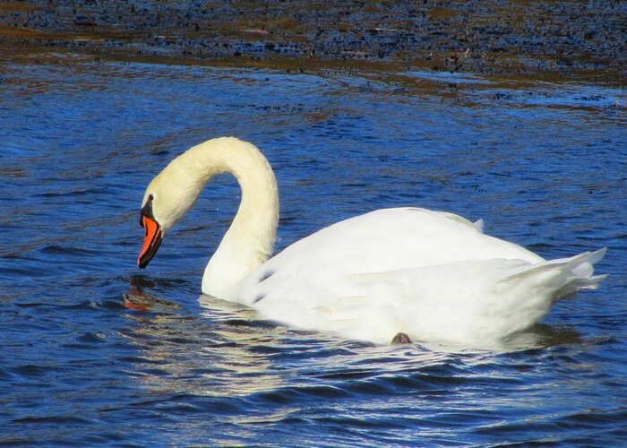 Swan Greeting Card featuring the photograph My name is Grace by Vijay Sharon Govender