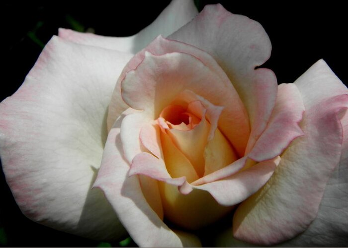 Rose Greeting Card featuring the photograph My Secret Rose by Kim Galluzzo