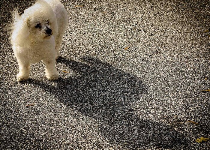 Dog Greeting Card featuring the photograph My Shadow by Patrice Zinck