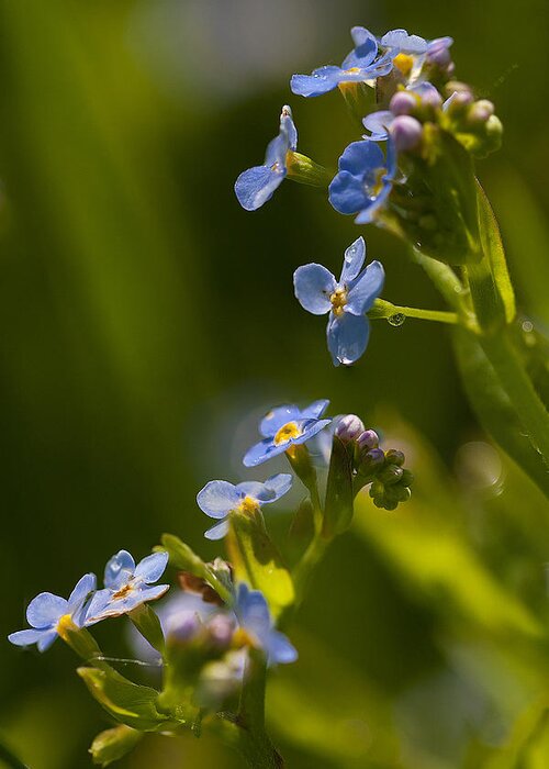 Don't Forget Me Greeting Card featuring the photograph Myosotis by Octavian Chende