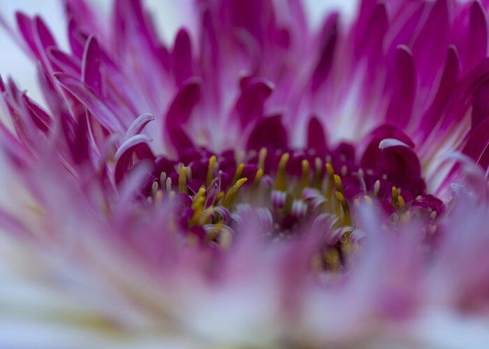 Flower Greeting Card featuring the photograph Mystique by Rob Hemphill