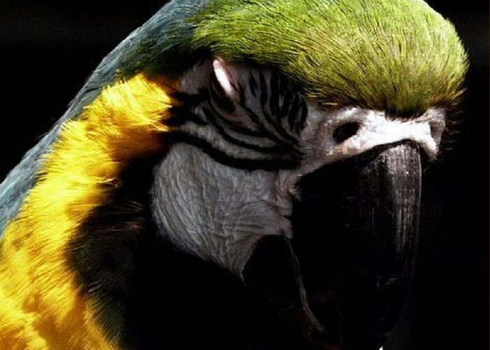 Macaw Greeting Card featuring the photograph Nap Time by Kim Galluzzo Wozniak
