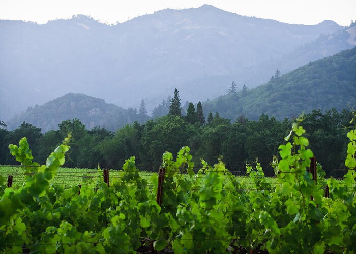 Summer Greeting Card featuring the photograph Napa Valley Vineyard Summer by Dina Calvarese