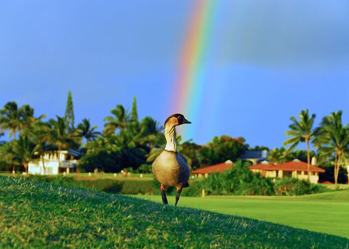 Nene Greeting Card featuring the photograph Nene at the End of the Rainbow by Lynn Bauer
