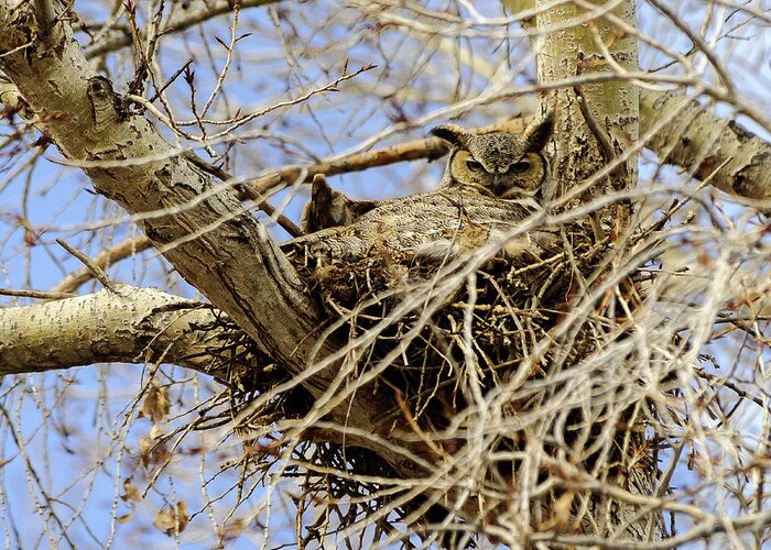 Owl Greeting Card featuring the photograph Nesting Owl by Stephen Johnson