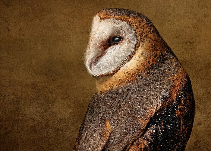 Barn Owls Greeting Card featuring the photograph Nina by Pat Abbott