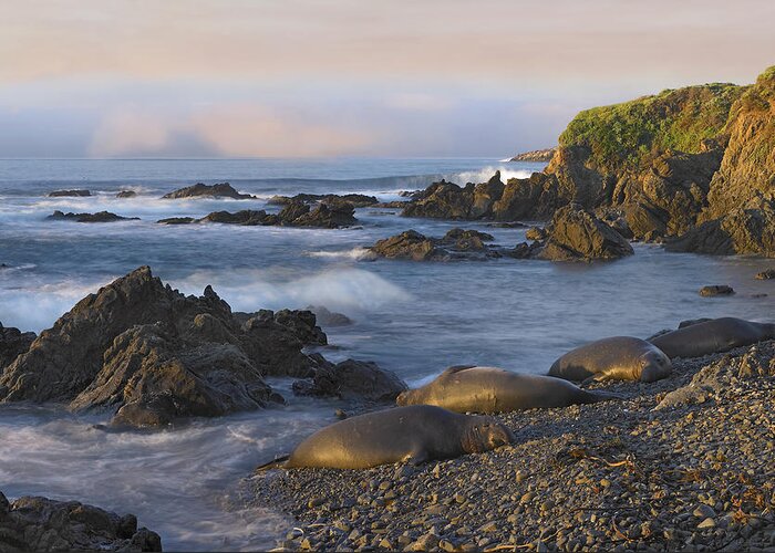 00175284 Greeting Card featuring the photograph Northern Elephant Seal Group Resting by Tim Fitzharris