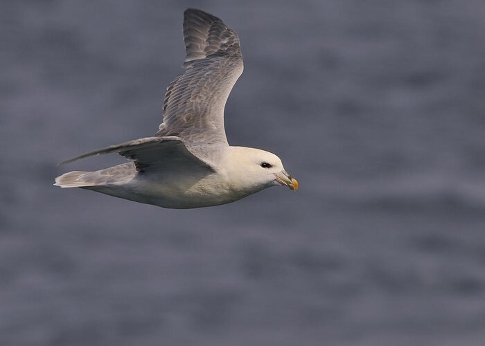 Northern Fulmar Greeting Card featuring the photograph Northern Fulmar by Tony Beck