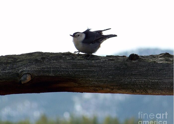 Nuthatch Greeting Card featuring the photograph Nuthatch by Dorrene BrownButterfield