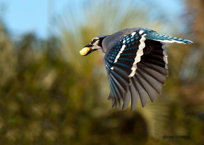 Bluejay Greeting Card featuring the photograph Off To The Nest by Don Durfee