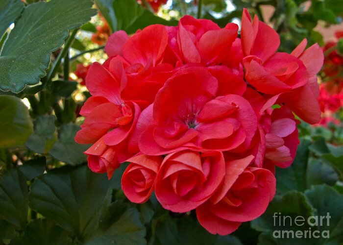 Flower Greeting Card featuring the photograph Oh My Red by Arlene Carmel