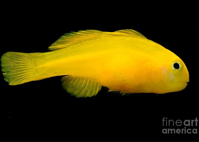 Yellow Gumdrop Goby Greeting Card featuring the photograph Okinawa Goby by Dant Fenolio