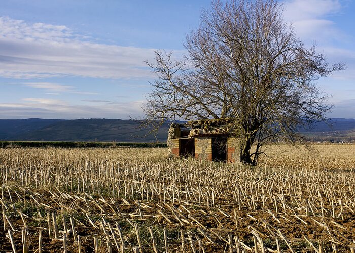 Zea Greeting Card featuring the photograph Old hut isolated in a field. Auvergne. France by Bernard Jaubert
