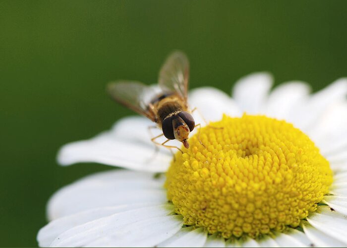 Bee Greeting Card featuring the photograph On a daisy by Laura Melis