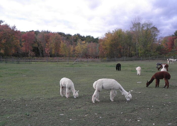 Alpaca Greeting Card featuring the photograph On The Alpaca Farm by Kim Galluzzo