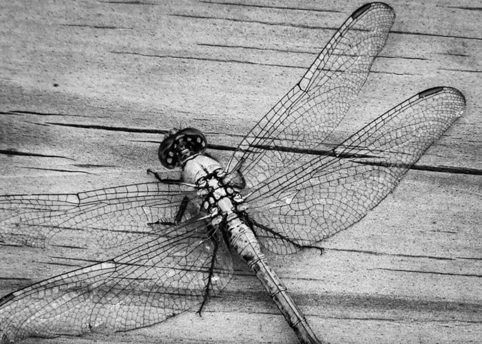 Dragonfly Greeting Card featuring the photograph On the Boardwalk III by Stacy Michelle Smith