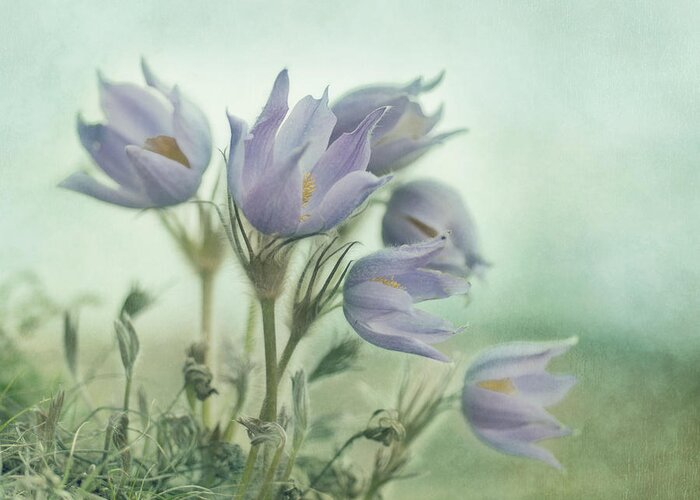 Recreation Site Greeting Card featuring the photograph On The Crocus Bluff by Priska Wettstein