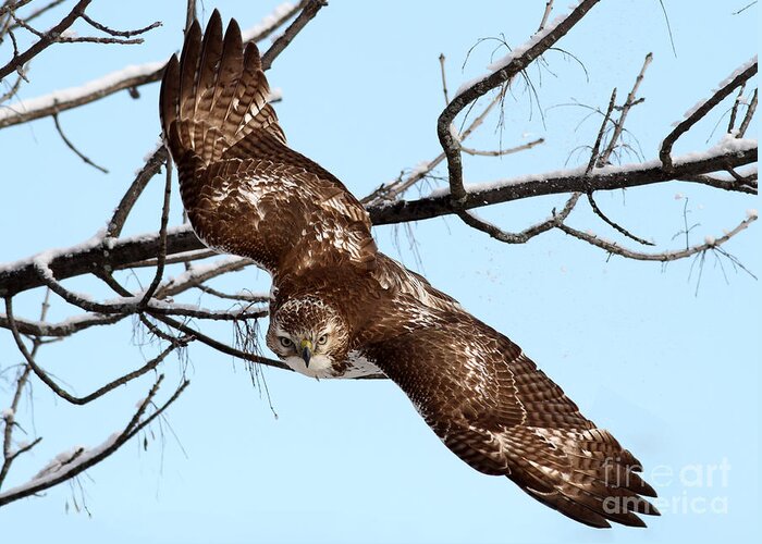 Hawk Greeting Card featuring the photograph On The Move by Gary Fairhead