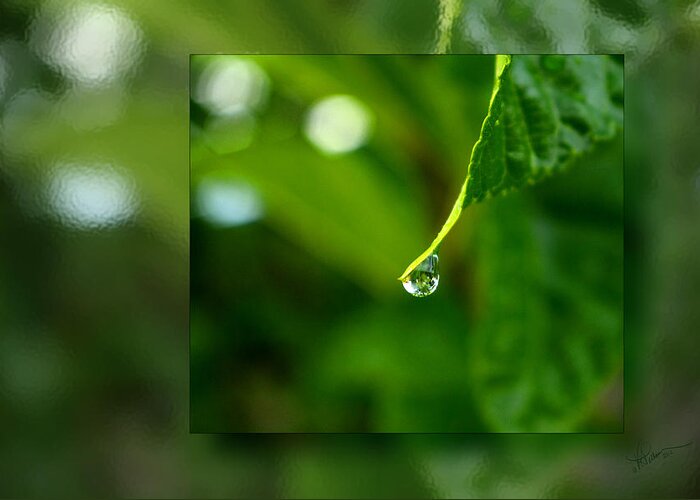 Raindrop. Droplet Greeting Card featuring the photograph One Drop in the Bigger Picture by Vicki Pelham