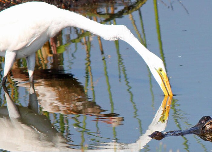 Egret Feeding Near An American Alligator Greeting Card featuring the photograph One More Step by Wild Expressions Photography