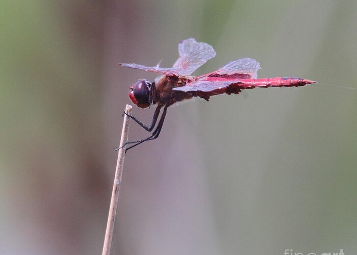 Dragonfly Greeting Card featuring the photograph Open Mic Night At The Swamp by Robert Frederick