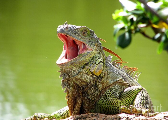 Open Mouth Iguana Greeting Card for Sale by Patricia Blake