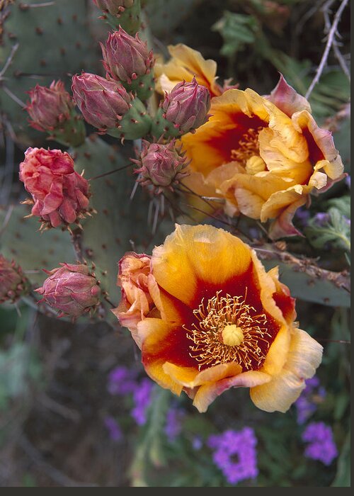 Mp Greeting Card featuring the photograph Opuntia Opuntia Sp In Bloom, North by Tim Fitzharris