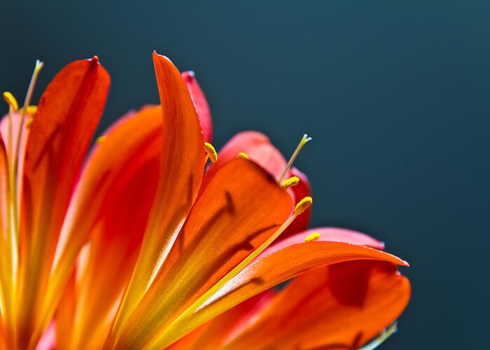 Flower Greeting Card featuring the photograph Orange and Blue by Justin Albrecht