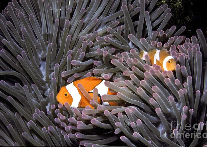 Anemone Fish Greeting Card featuring the photograph Orange Clownfish In An Anemone by Greg Dimijian