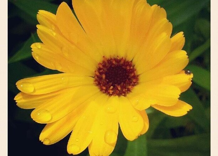 Instagram Greeting Card featuring the photograph Orange Flower #orangeflower #orange by Rachel Williams