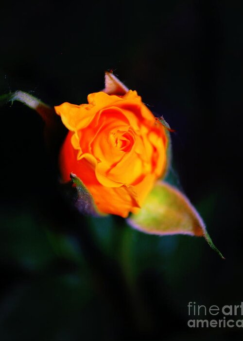 Rose Greeting Card featuring the photograph Orange Kiss by Anjanette Douglas