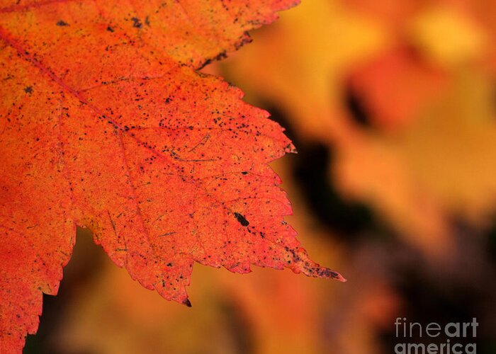 Orange Maple Greeting Card featuring the photograph Orange Maple Leaf by Chris Hill