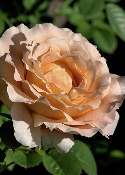 Rose Greeting Card featuring the photograph Orange Rose by Joy Watson