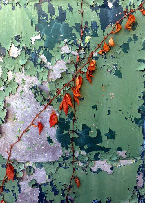 Orange Greeting Card featuring the photograph Orange Vine on Peeling Green Door by Carla Parris